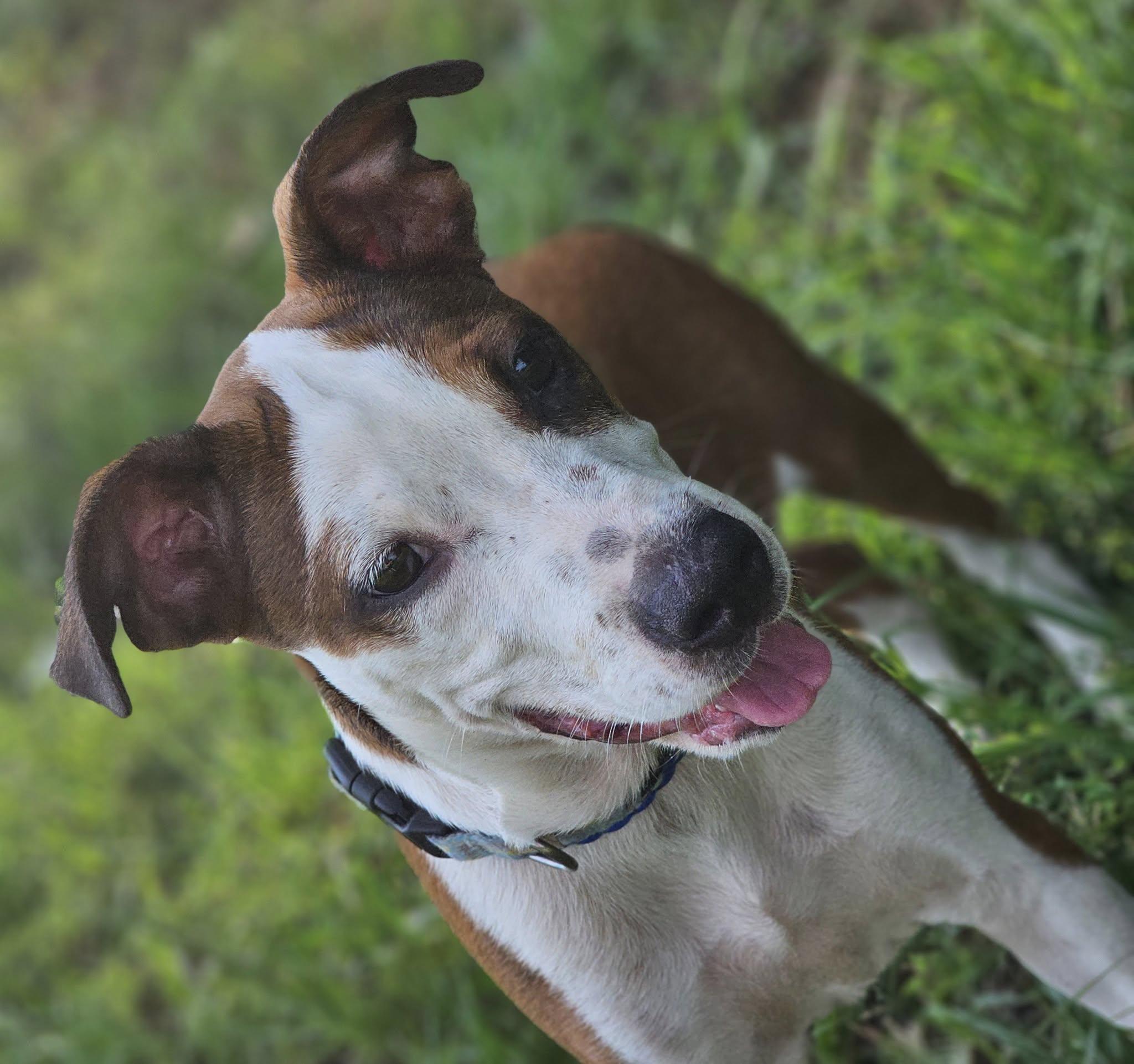 Seely, a Adoptable mixed breed in Fort Payne, AL image 4/6