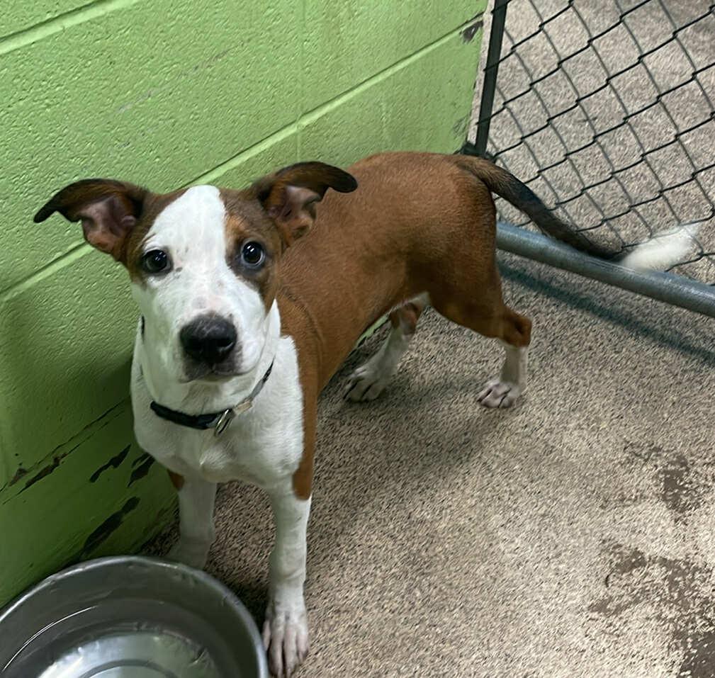 Seely, a Adoptable mixed breed in Fort Payne, AL image 5/6