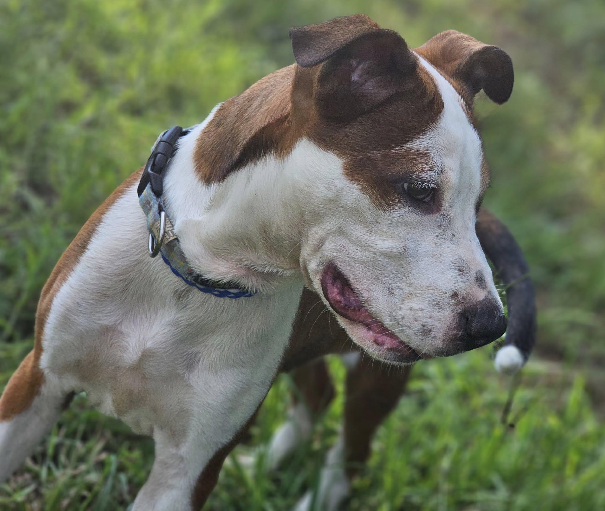 Seely, a Adoptable mixed breed in Fort Payne, AL image 6/6