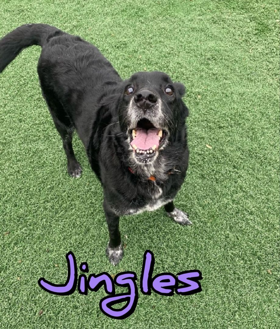 Enlarge Jingles, a Adoptable mixed breed in Roachdale, IN image 1/1