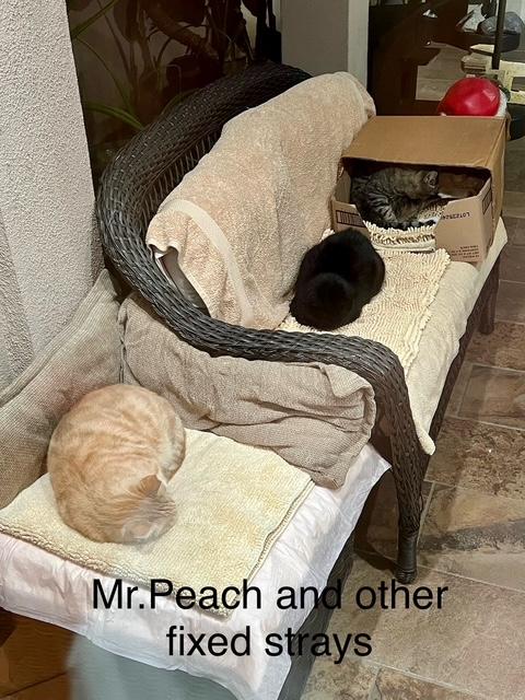Mr. Peach photo 3