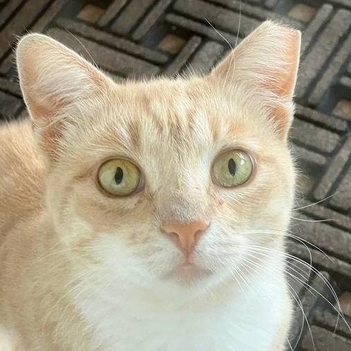 Mr. Peach, Young Male unknown