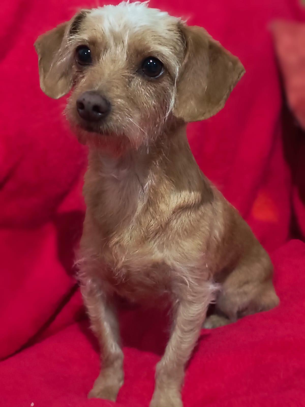 Sheina, a ADOPTABLE mixed breed in Sherwood, OR image 4/5