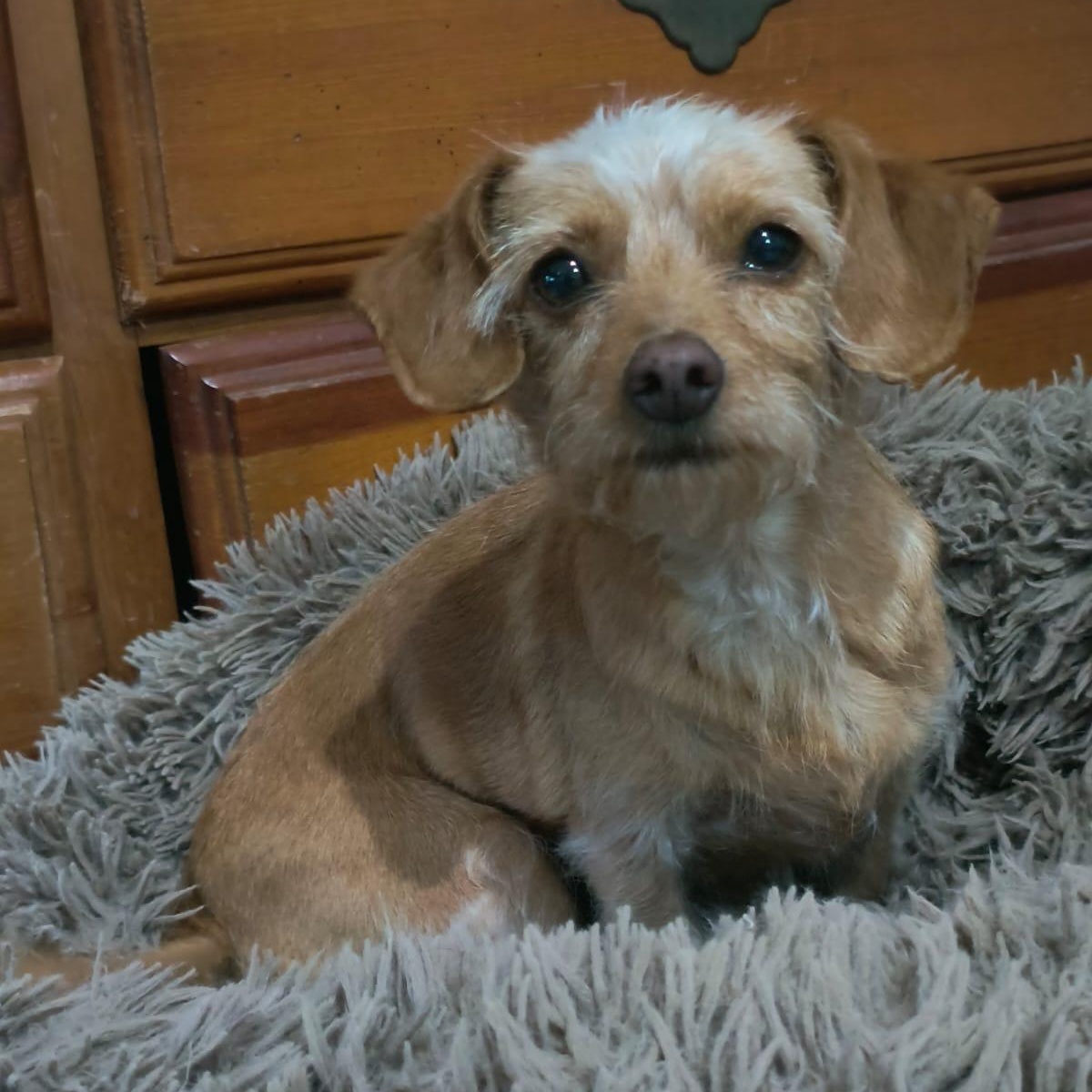 Sheina, a ADOPTABLE mixed breed in Sherwood, OR image 5/5