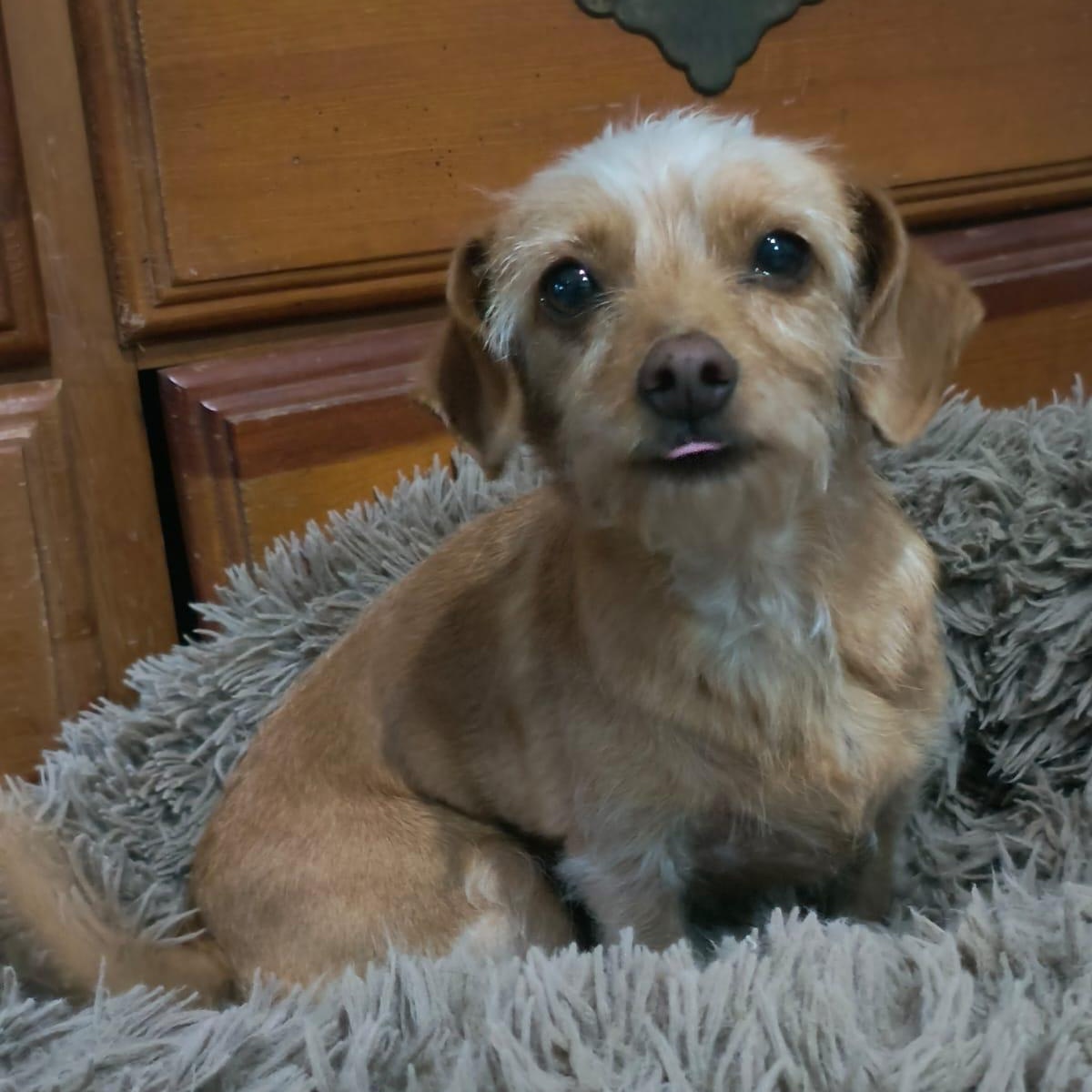 Sheina, a ADOPTABLE mixed breed in Sherwood, OR image 3/5