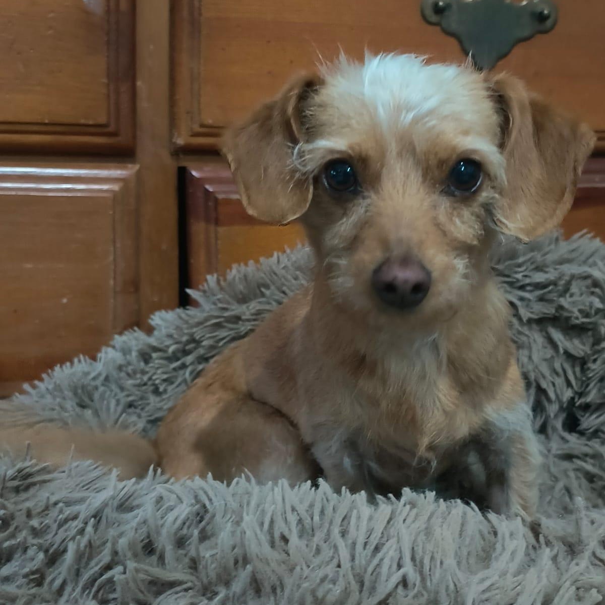 Sheina, a ADOPTABLE mixed breed in Sherwood, OR image 1/5