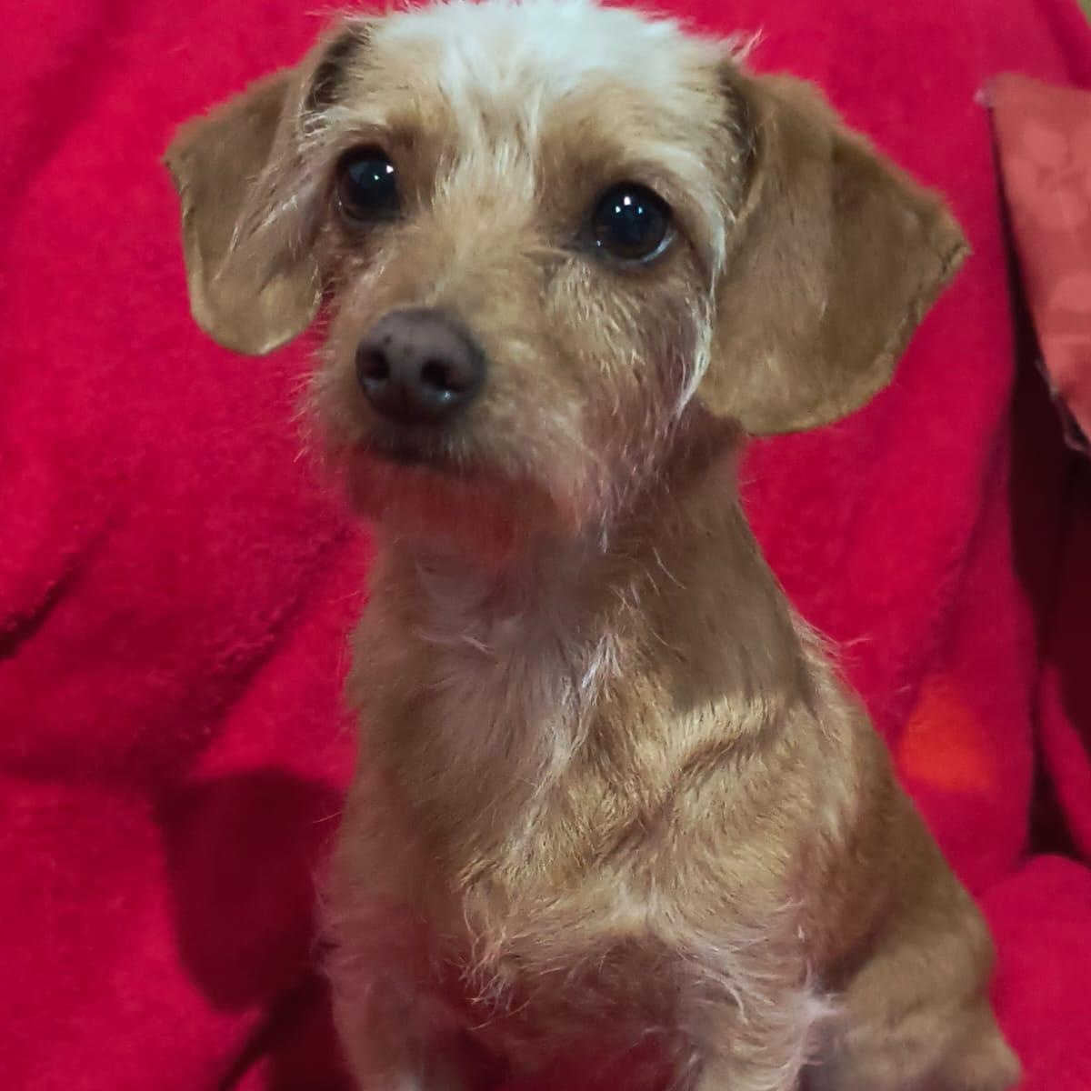 Sheina, a ADOPTABLE mixed breed in Sherwood, OR image 2/5