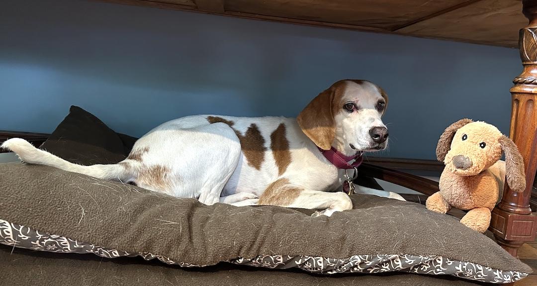 May, a Adoptable mixed breed in Tomball, TX image 2/6