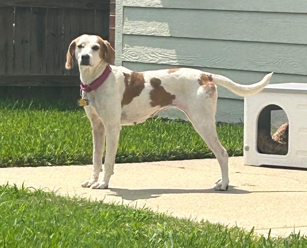 May, a Adoptable mixed breed in Tomball, TX image 3/6