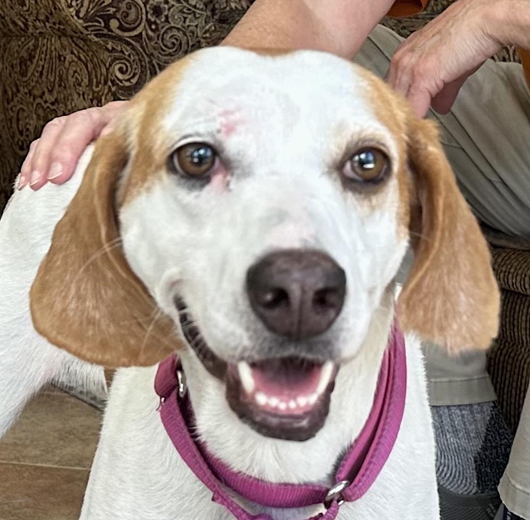 May, Adoptable, Adult Female Beagle.