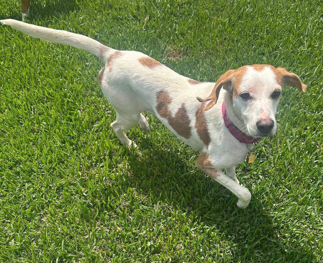 May, a Adoptable mixed breed in Tomball, TX image 4/6