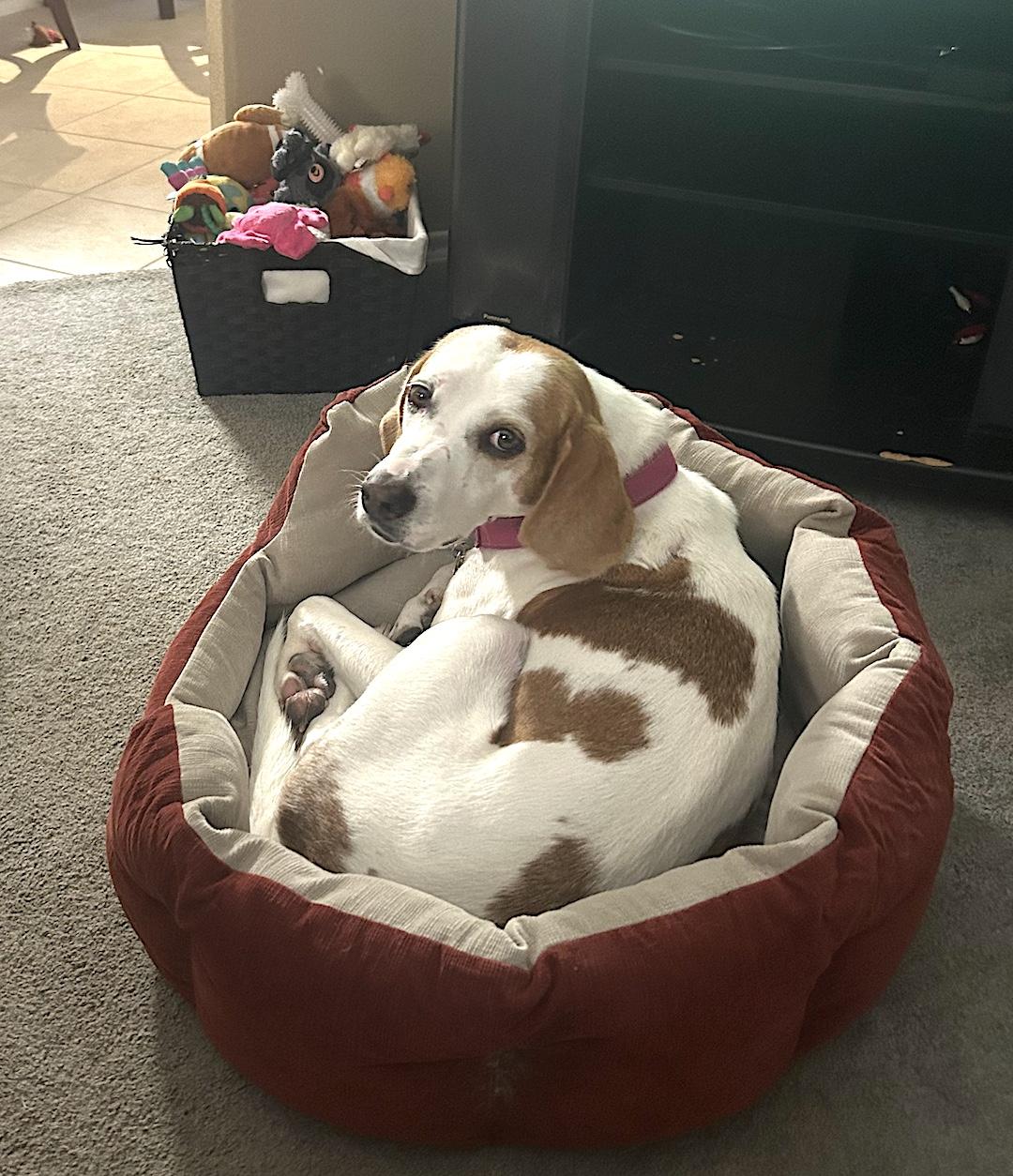 May, a Adoptable mixed breed in Tomball, TX image 5/6