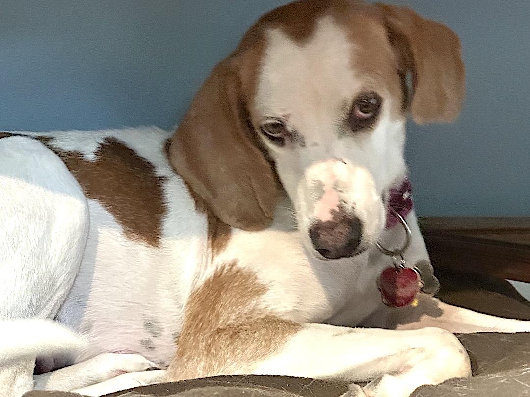 May, a Adoptable mixed breed in Tomball, TX image 6/6