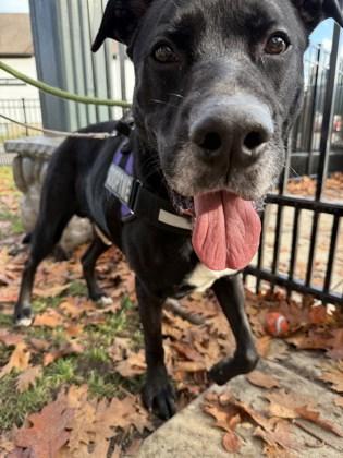 Enlarge Barry, a Adoptable mixed breed in Everett, WA image 1/3