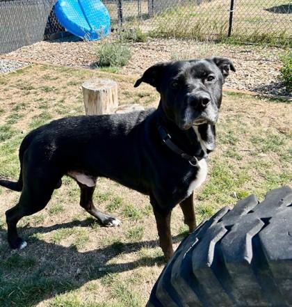 Enlarge Barry, a Adoptable mixed breed in Everett, WA image 2/3