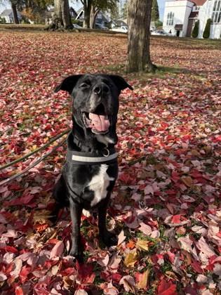 Enlarge Barry, a Adoptable mixed breed in Everett, WA image 3/3