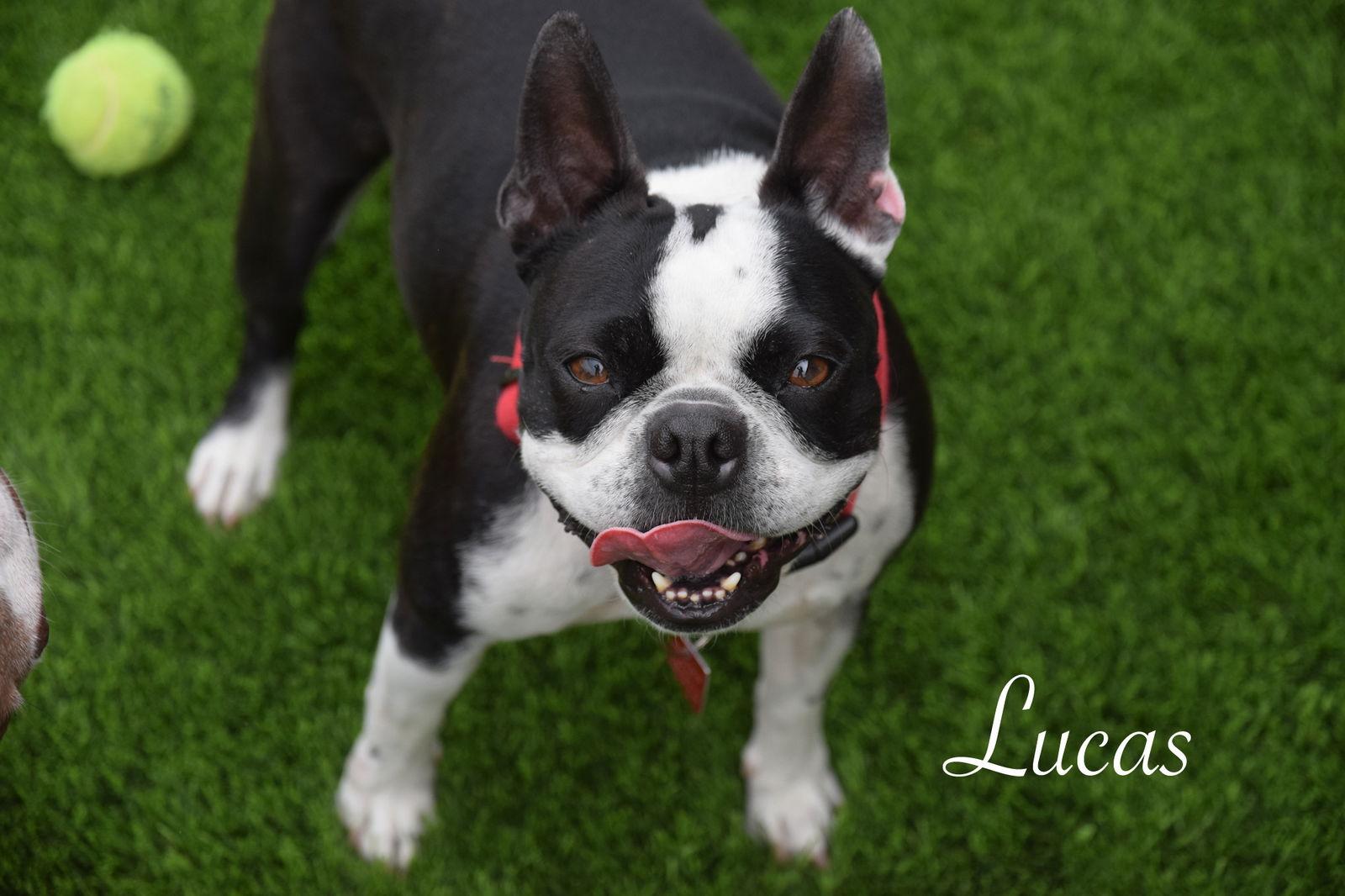 Lucas and Louie, Adoptable, Adult Male Boston Terrier.