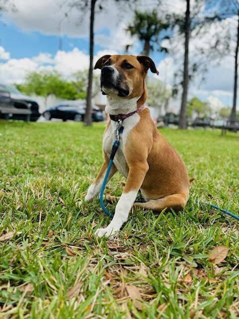 Ramona, Adoptable, Young Female American Staffordshire Terrier & Boxer.