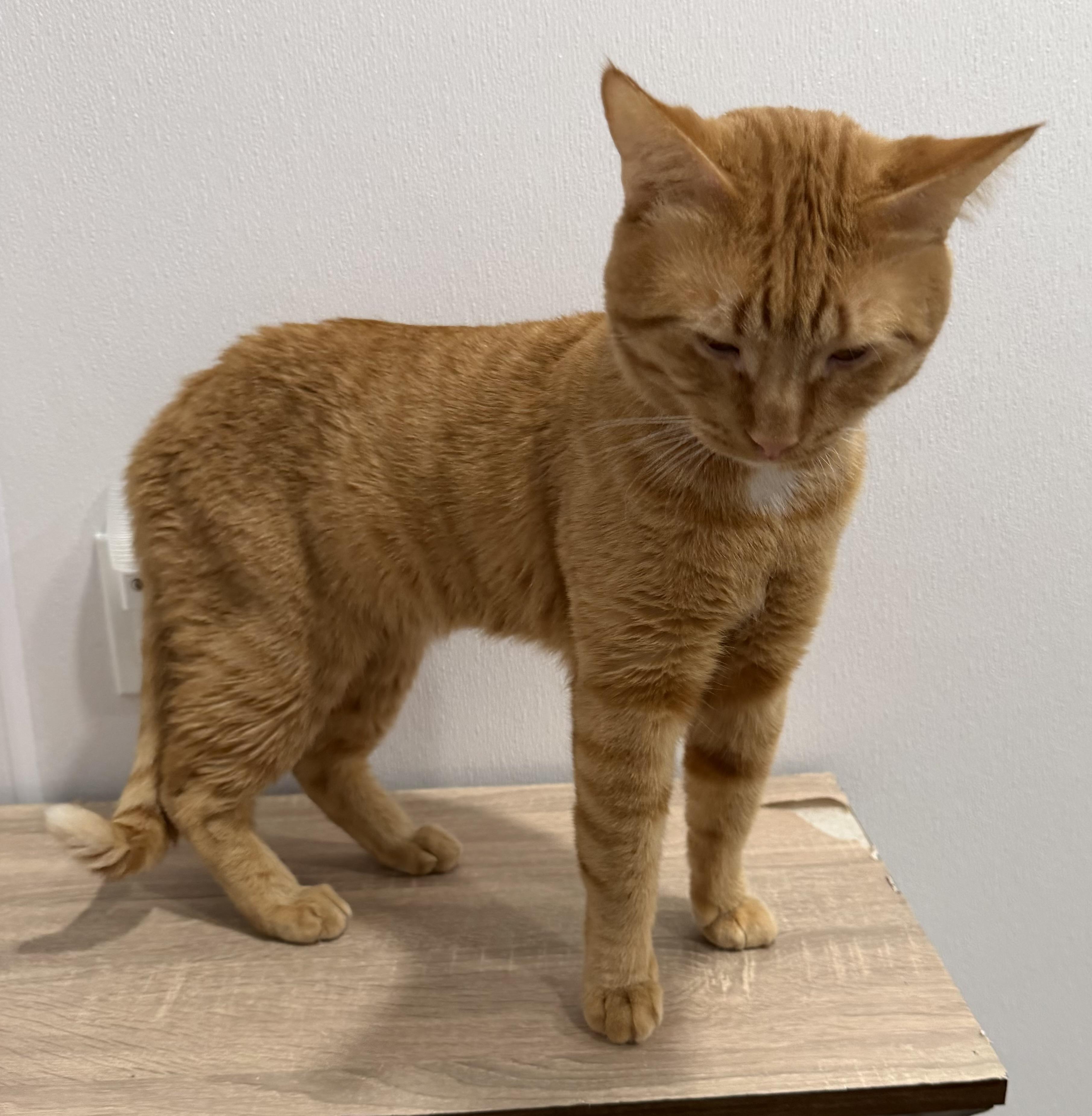 Enlarge Cheeto, an adopted Domestic Short Hair in Sault Sainte Marie, MI image 2/3