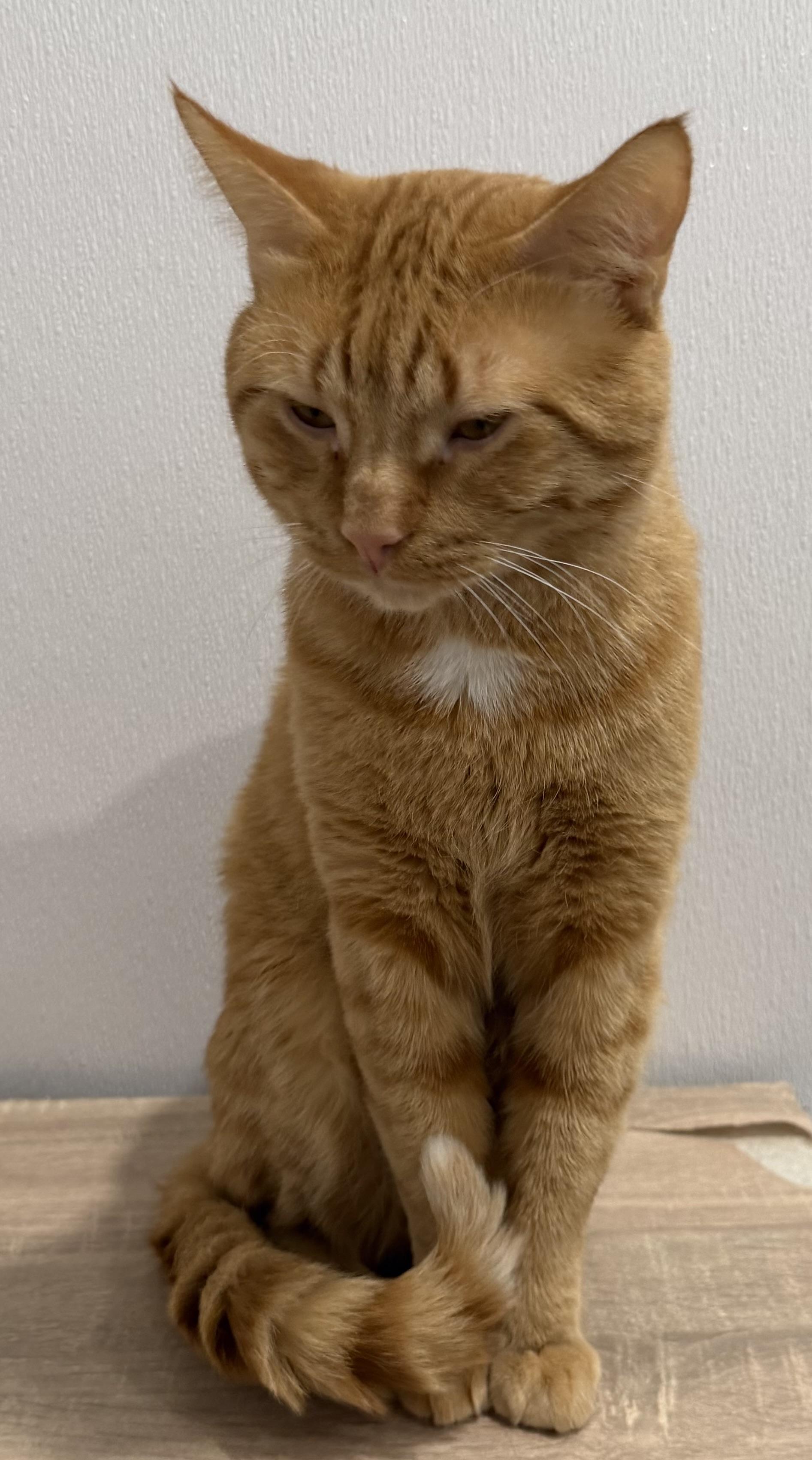 Enlarge Cheeto, an adopted Domestic Short Hair in Sault Sainte Marie, MI image 3/3