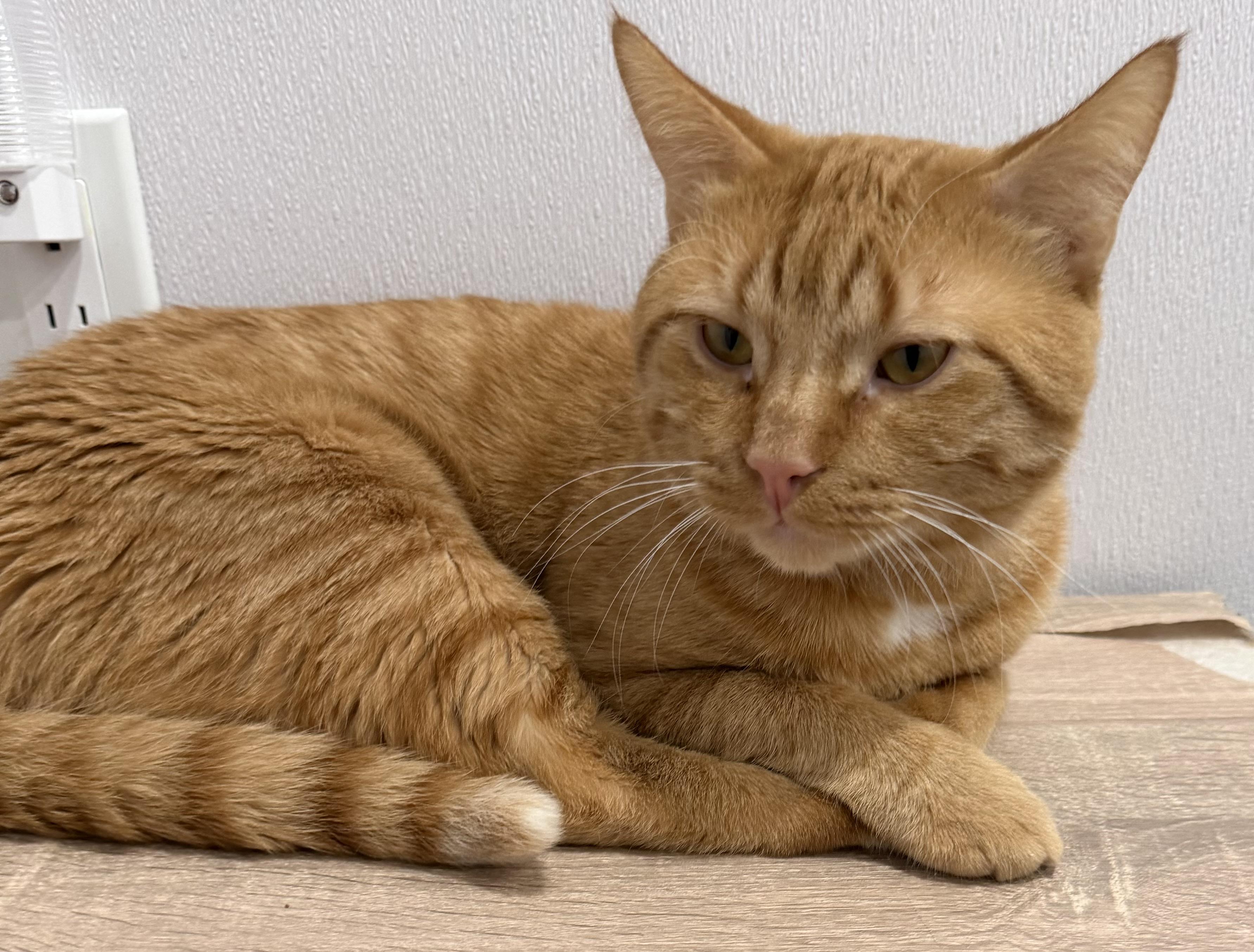 Cheeto, adopted, Young Male Domestic Short Hair.
