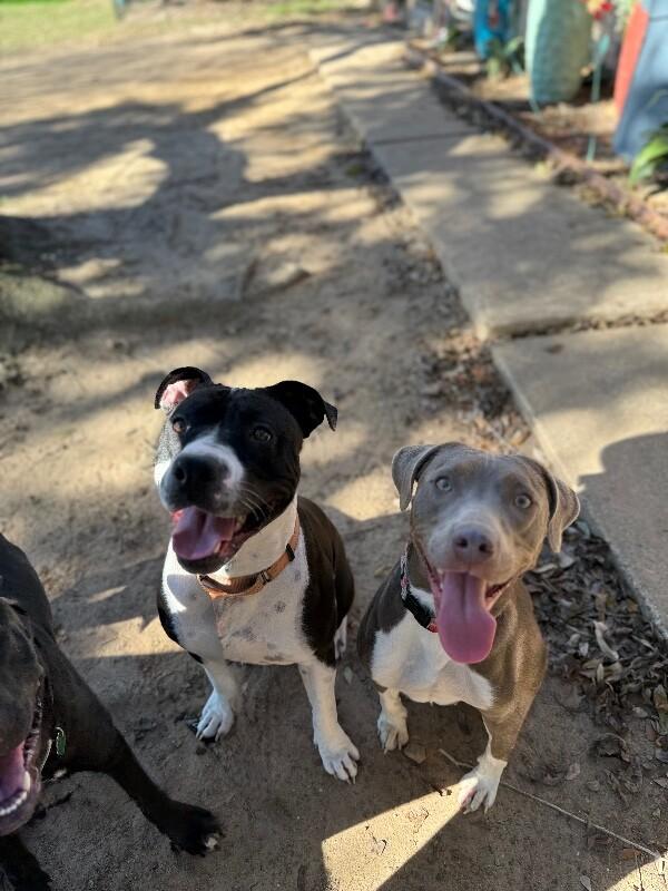 Bluebell Blueberry — thumbnail 2