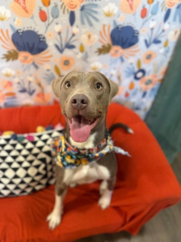 Bluebell Blueberry — thumbnail 5