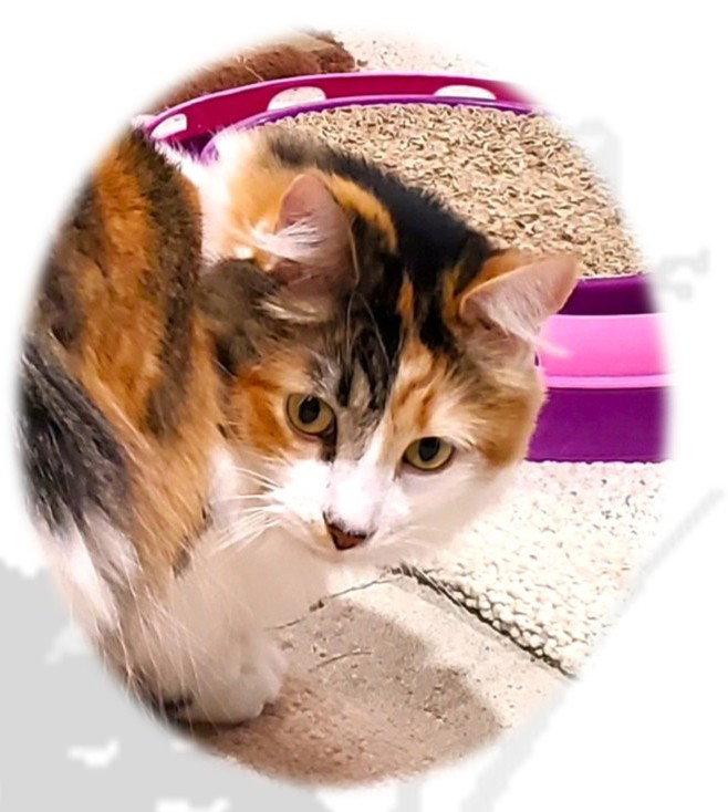 Hazel, a Adoptable mixed breed in Cincinnati, OH image 1/3