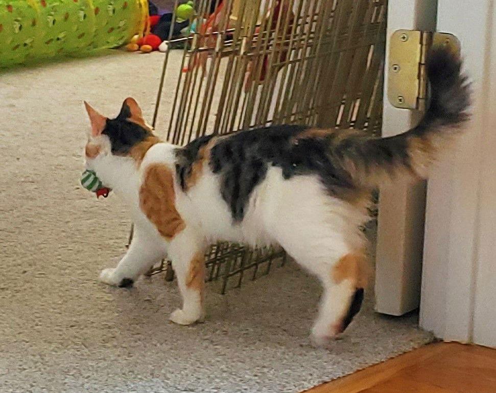 Hazel — thumbnail 3