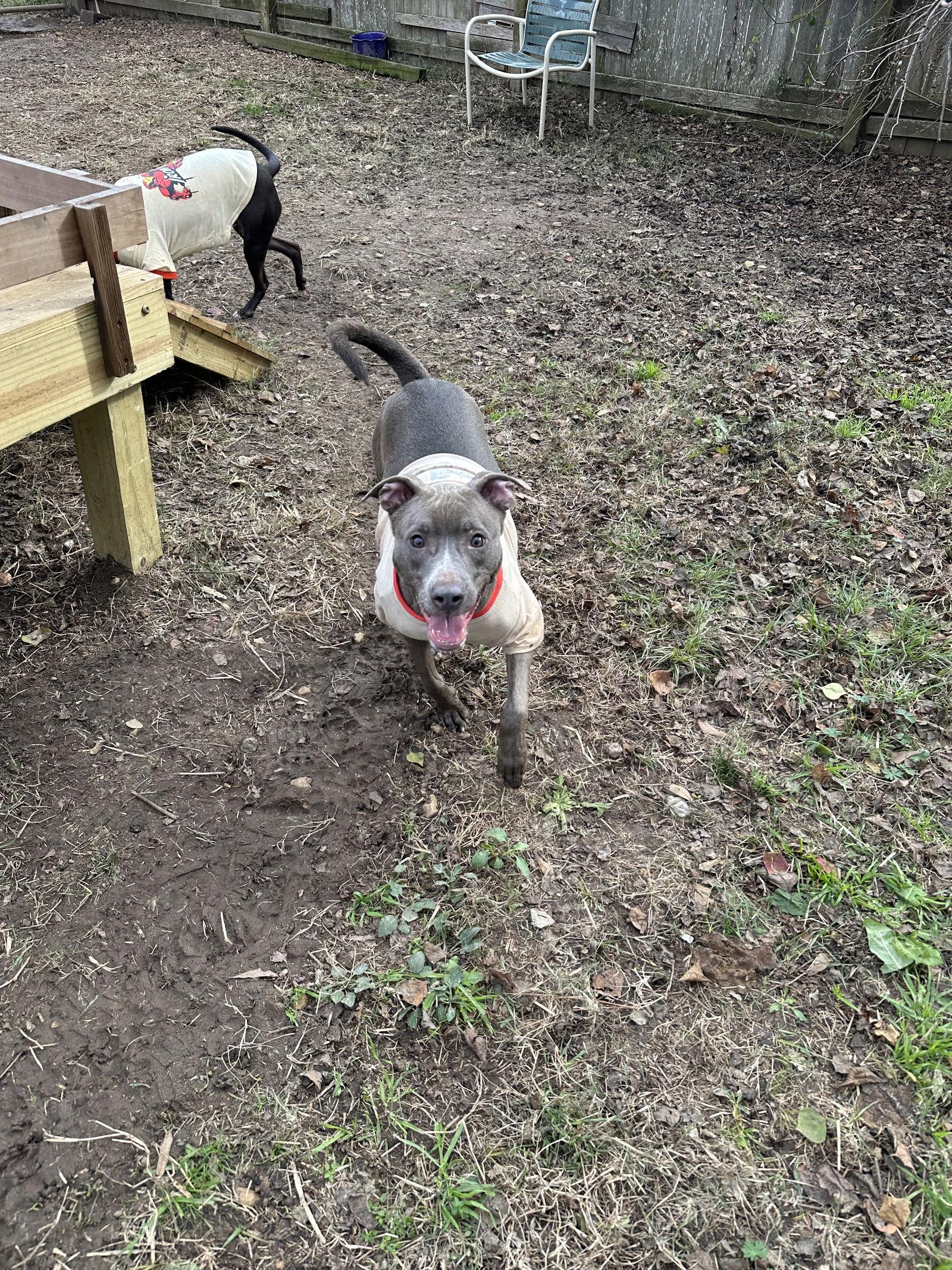 Walthall — thumbnail 2