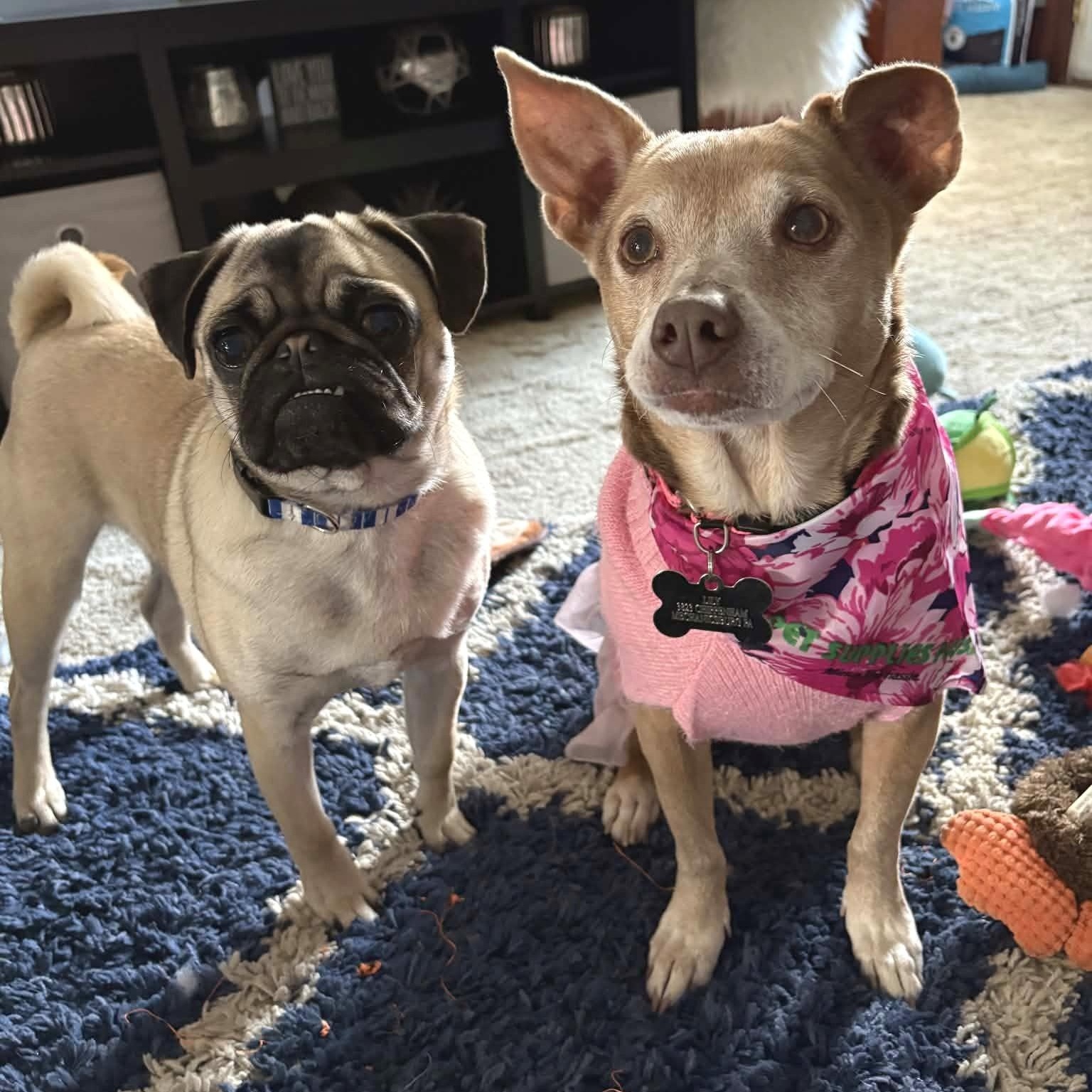 Snow Brite - The Playful Lap Dog