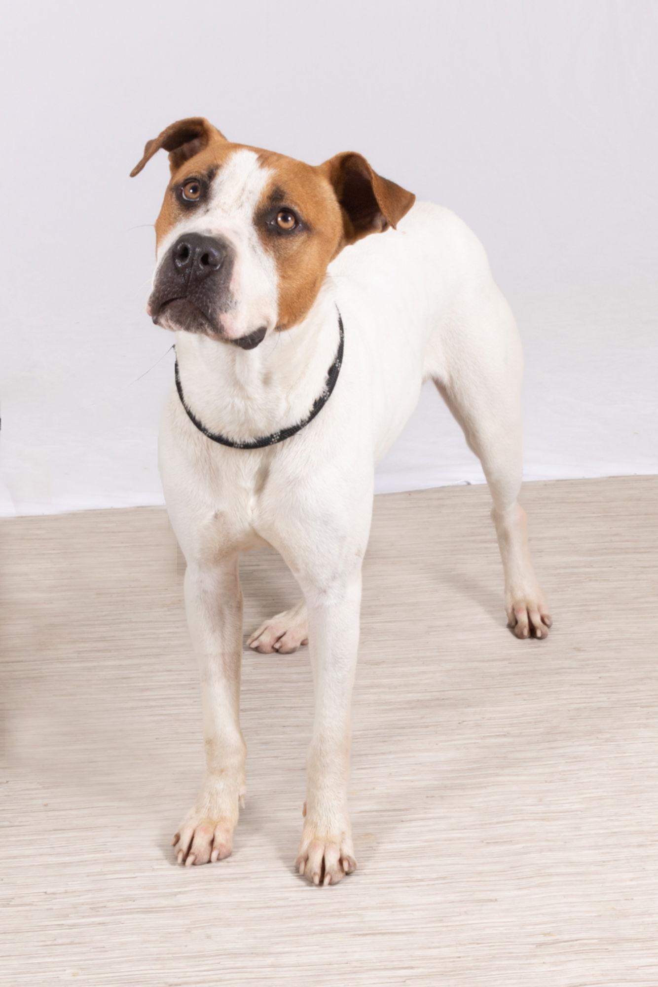 Satchmo, a Adoptable Mixed Breed in Rowlett, TX image 2/3