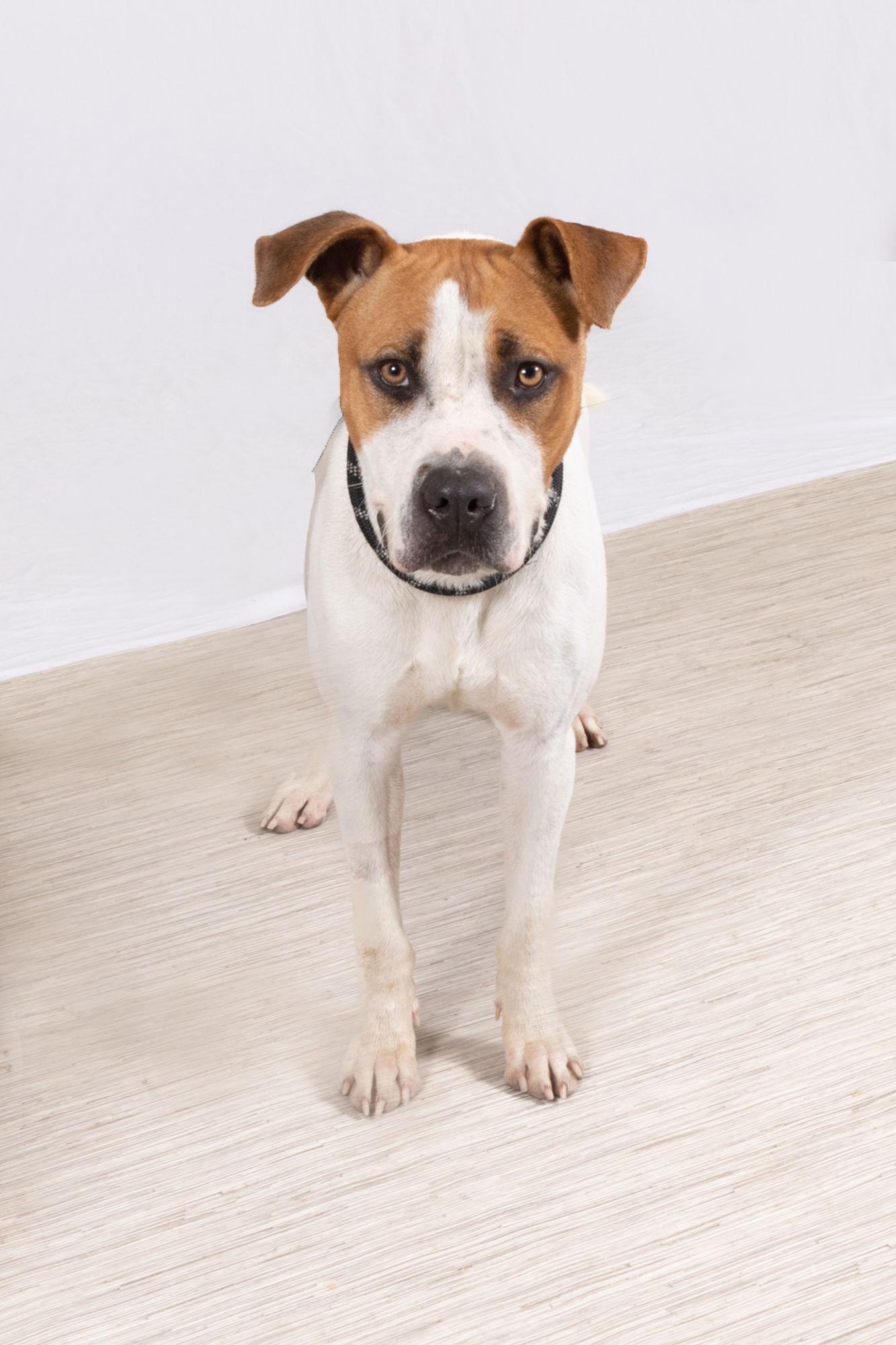 Satchmo, a Adoptable Mixed Breed in Rowlett, TX image 3/3