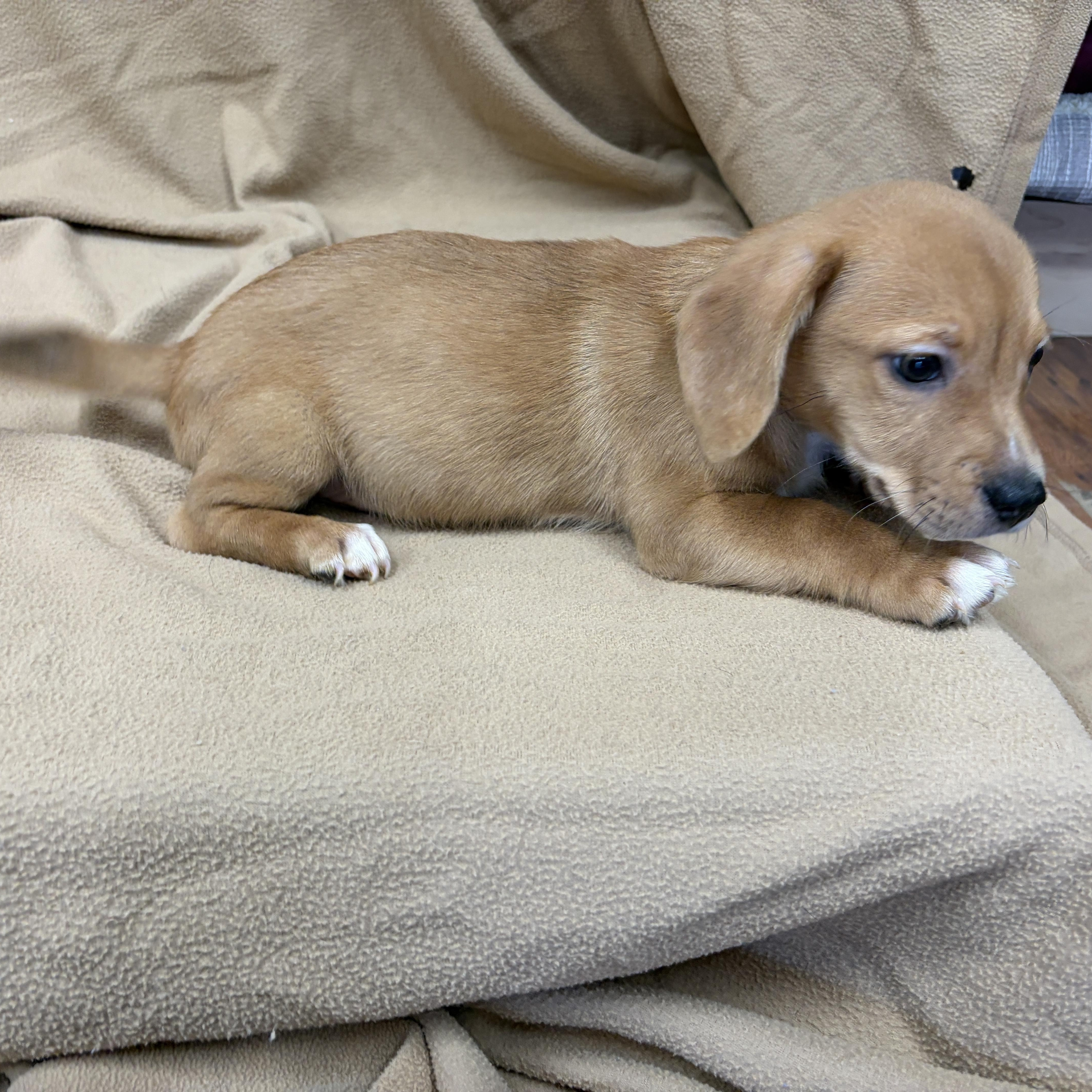 Enlarge Ella, a Adopted mixed breed in Perry, GA image 2/3