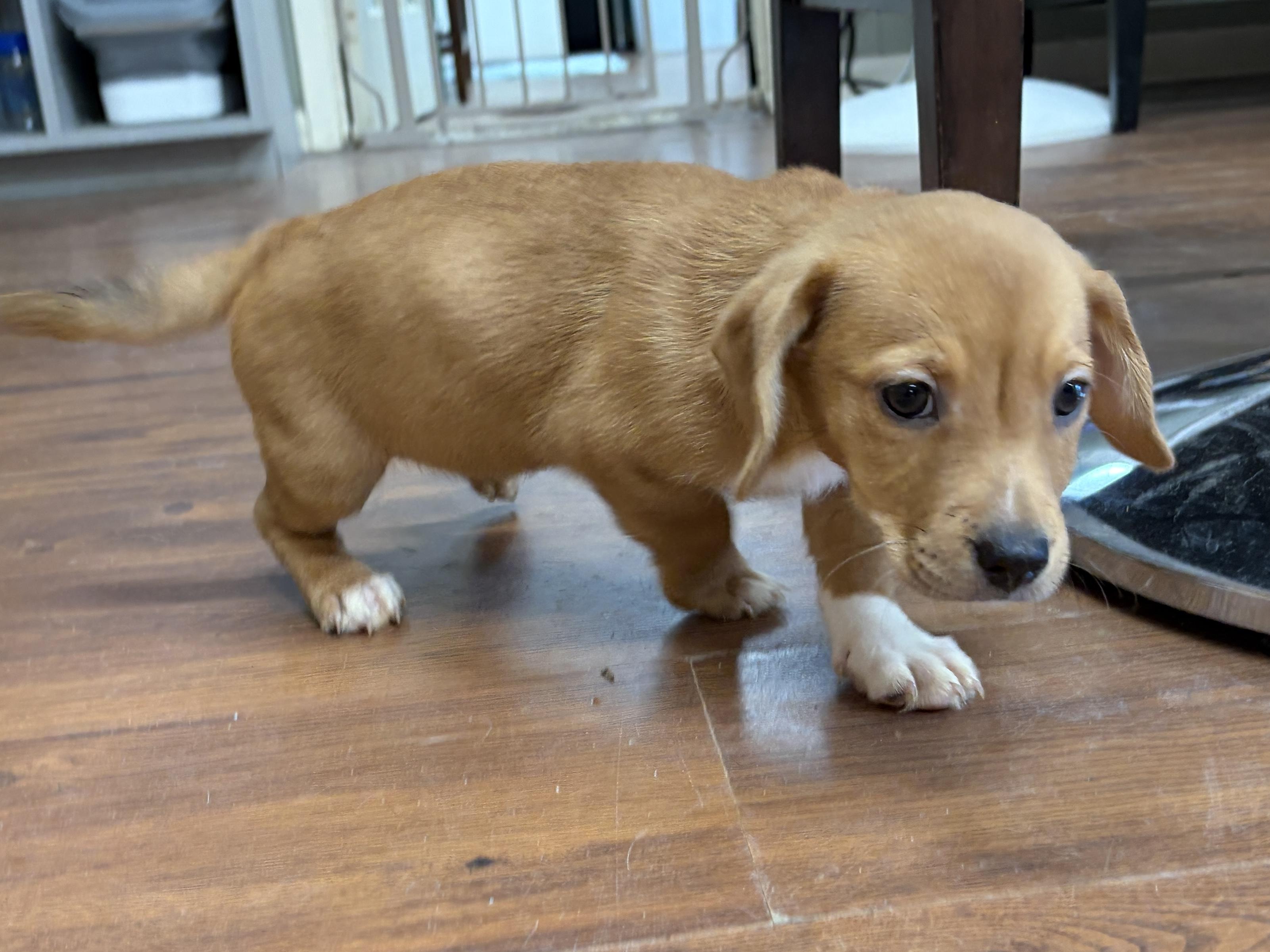 Enlarge Ella, a Adopted mixed breed in Perry, GA image 3/3