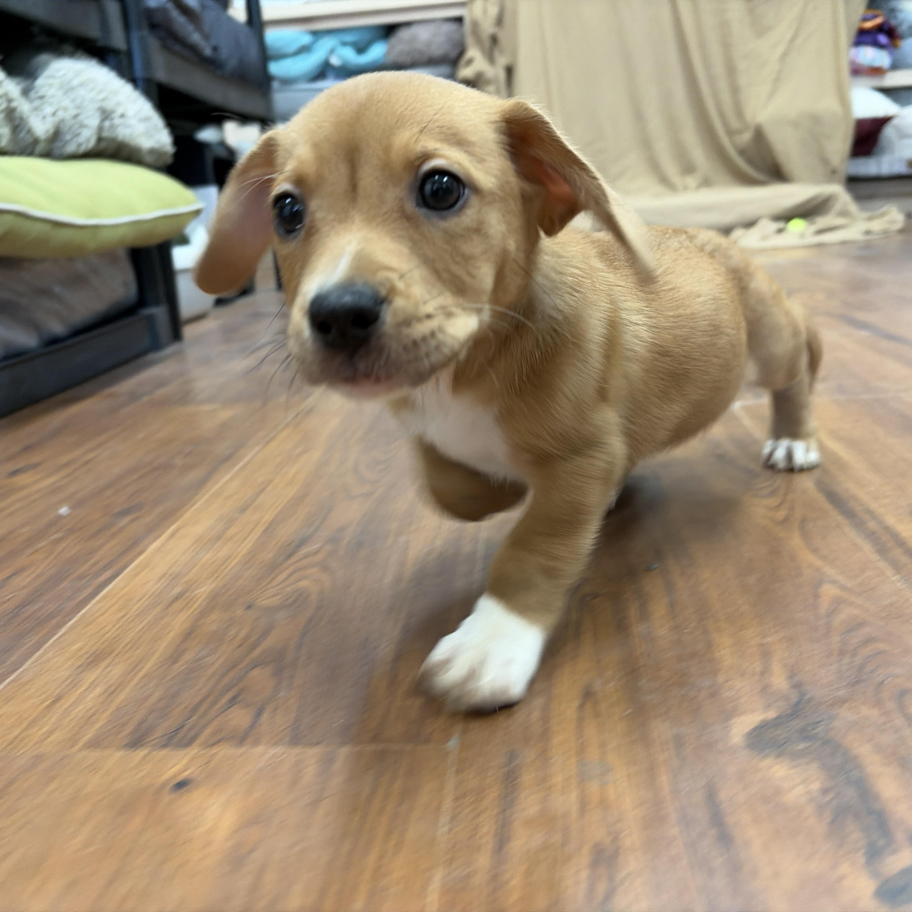 Ella, Adopted, Puppy Female Hound.