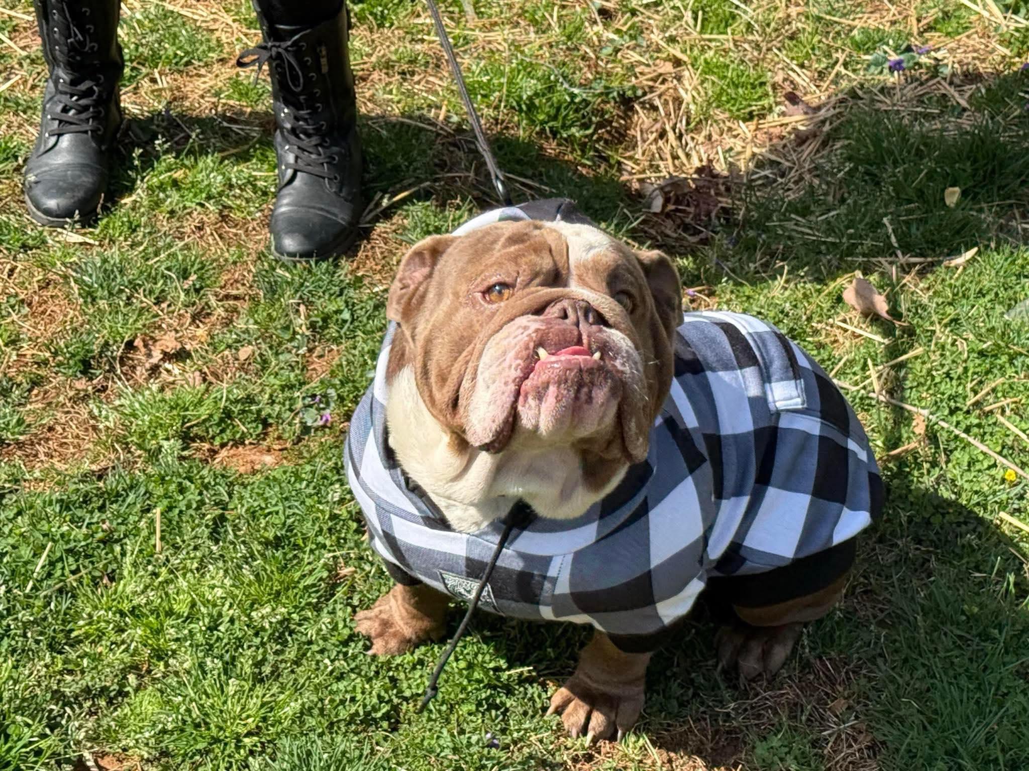 Enlarge Hobbs, a Adopted English Bulldog in Mount Airy, NC image 1/3