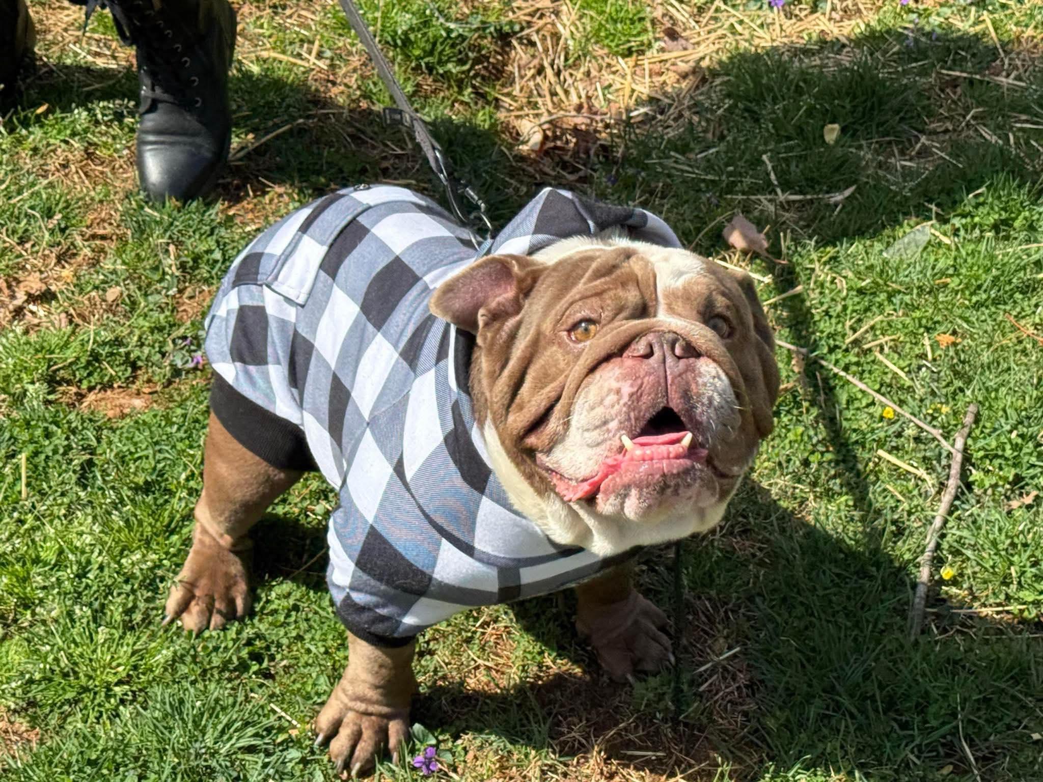 Enlarge Hobbs, a Adopted English Bulldog in Mount Airy, NC image 2/3