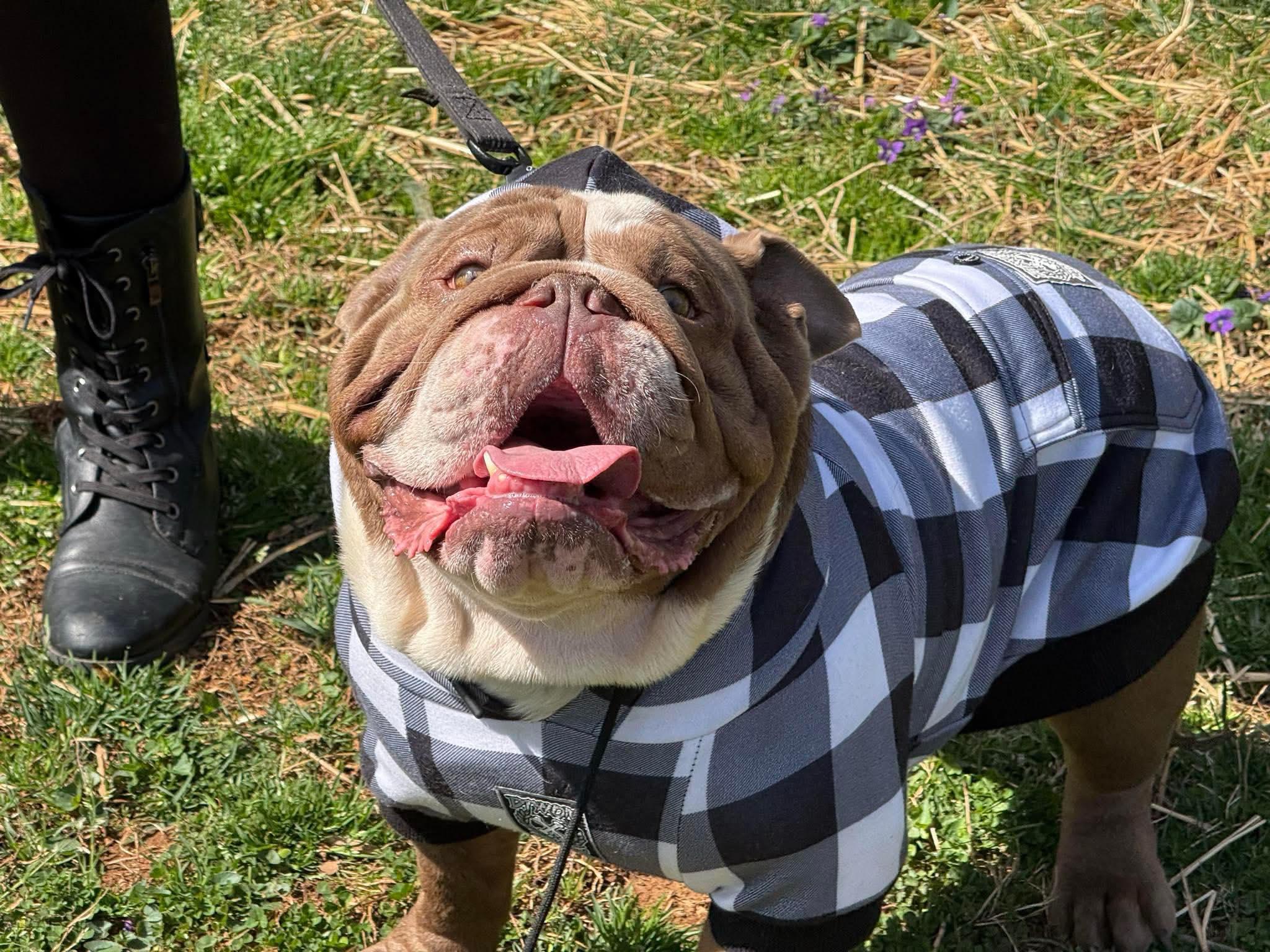 Enlarge Hobbs, a Adopted English Bulldog in Mount Airy, NC image 3/3