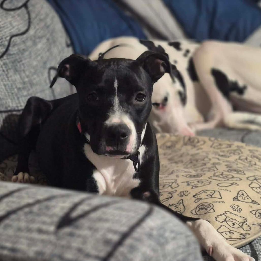 Enlarge Veda, a Adoptable mixed breed in Alma, WI image 1/6