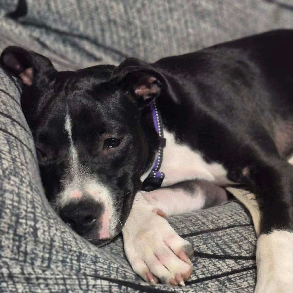 Enlarge Veda, a Adoptable mixed breed in Alma, WI image 2/6