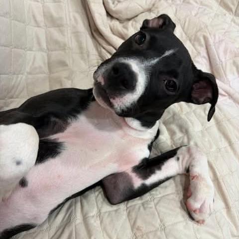 Enlarge Veda, a Adoptable mixed breed in Alma, WI image 4/6