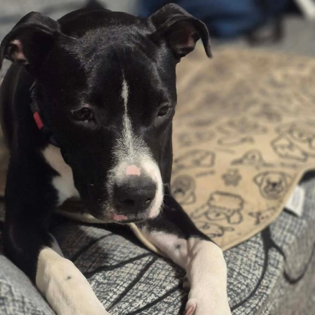 Enlarge Veda, a Adoptable mixed breed in Alma, WI image 5/6