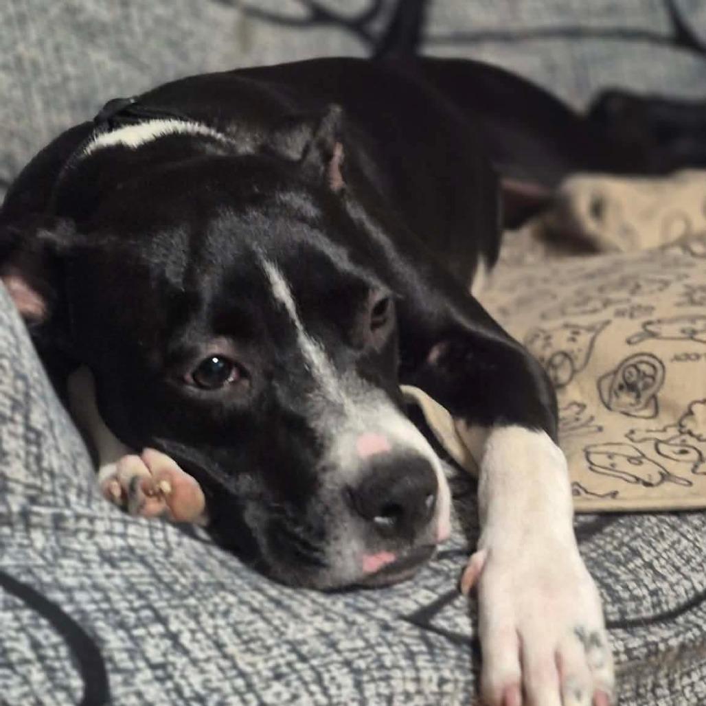 Enlarge Veda, a Adoptable mixed breed in Alma, WI image 6/6