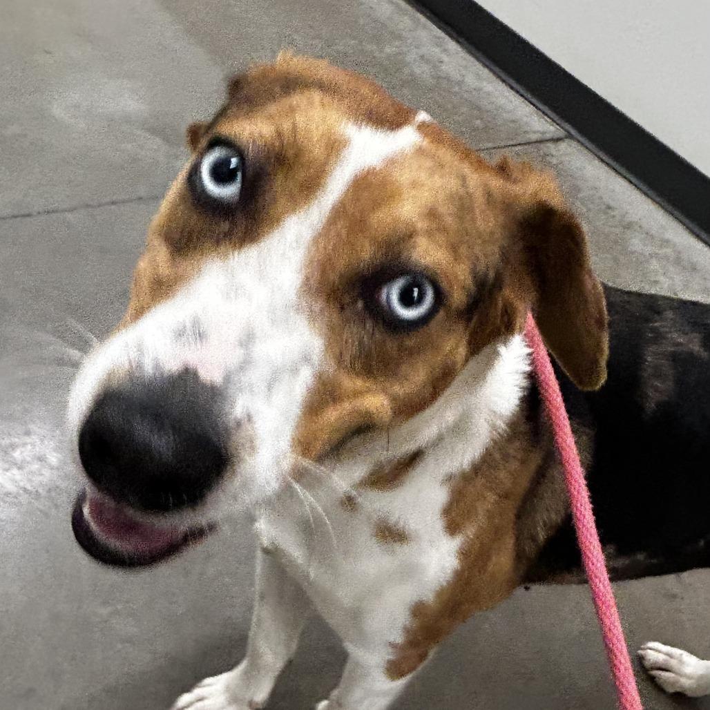 Sammy, Adoptable, Adult Female Mixed Breed.