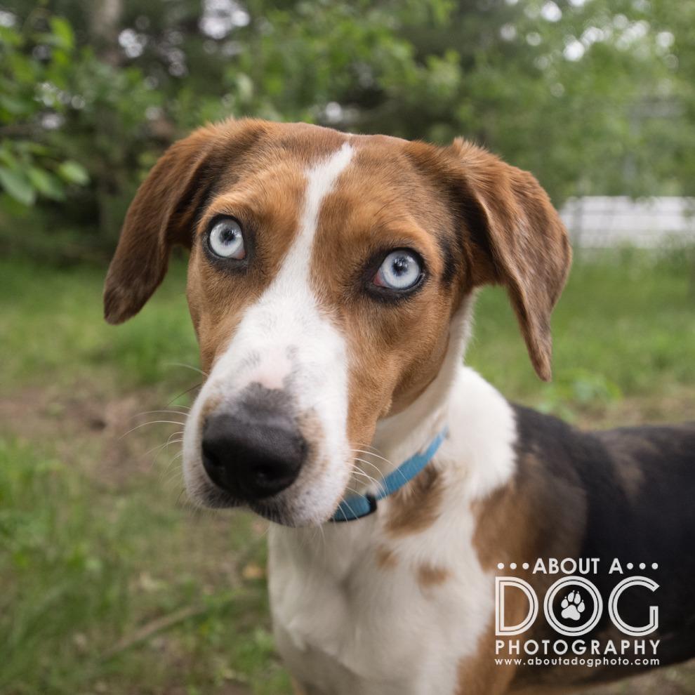 Enlarge Sammy, a Adoptable Mixed Breed in Saint Cloud, MN image 2/6
