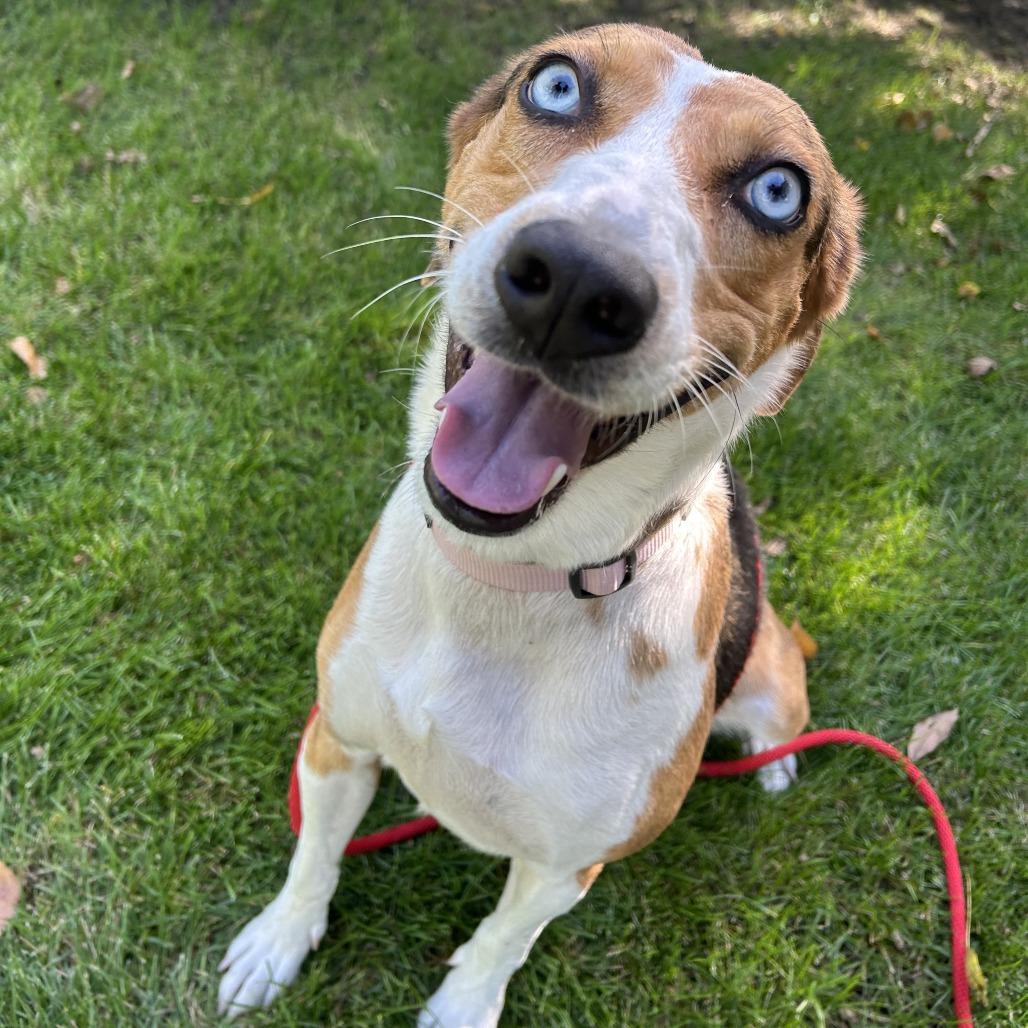 Enlarge Sammy, a Adoptable Mixed Breed in Saint Cloud, MN image 3/6