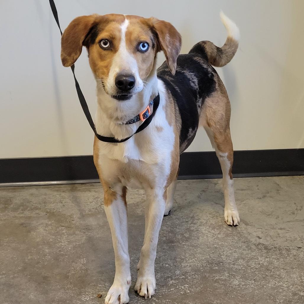 Enlarge Sammy, a Adoptable Mixed Breed in Saint Cloud, MN image 4/6