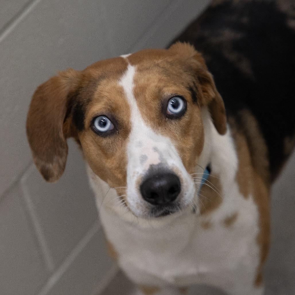 Enlarge Sammy, a Adoptable Mixed Breed in Saint Cloud, MN image 5/6