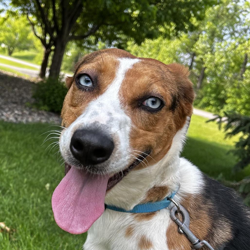 Enlarge Sammy, a Adoptable Mixed Breed in Saint Cloud, MN image 6/6